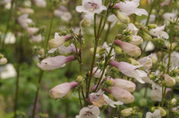 Penstemon digitalisSchildpadbloem bestellen